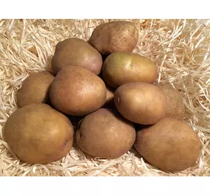 Опис картоплі Околиця 10кг Єліта