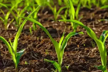 ЕКСТЕНДЕР ЕКСТЕНДЕР