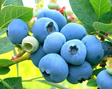 Саженцы голубики Саженцы голубики