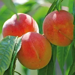 Саженцы персика Кардинал (Плодоношение - конец Июля)