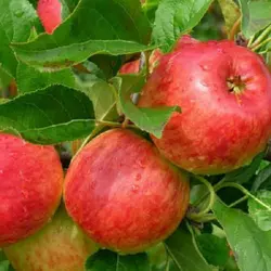 Саженцы яблони Эмбаси (летний сорт)