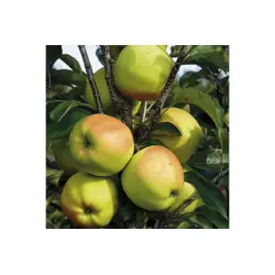 Саженцы яблони Голден Рейнджерс (зимний сорт), подвой М9