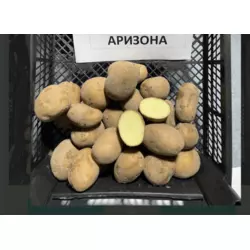 картопля Аризона, рання 5кг