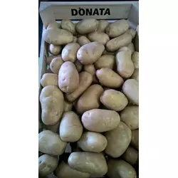 посадкова картопля сорт Донато 10кг