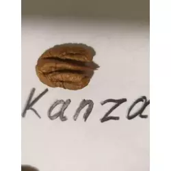 Пекан “Канза” (Kanza) 3-х летний