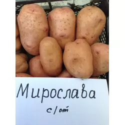 картопля Мирослава Єліта10 кг