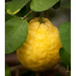 Сорт лимона Пандероза 1лет