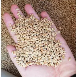 Семена твердой ярой пшеницы ZELMA 125ц/га. (Элита)