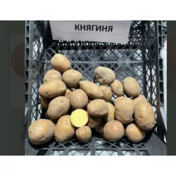 Опис картоплі Княгиня 10кг