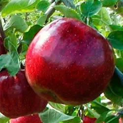 Саженцы яблони Ред Джонапринц (поздне-осенний сорт), подвой М9