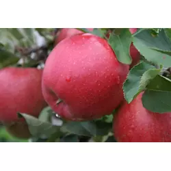 Саженцы яблони Флорина (зимний сорт), подвой М9