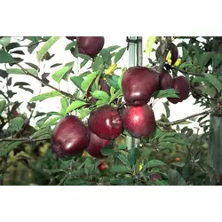 Саженцы яблони Джеромини (осенний сорт), подвой М9