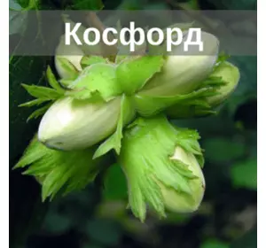 Саженцы фундука Косфорд, 2лет отводы Саженцы фундука Косфорд, 2лет отводы
