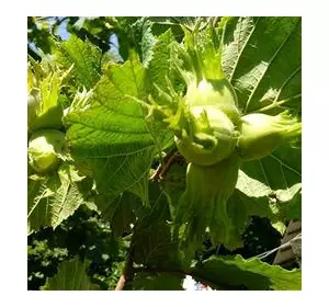 Саженцы фундука «Трапезунд» (двухлетние) Саженцы фундука «Трапезунд» (двухлетние)