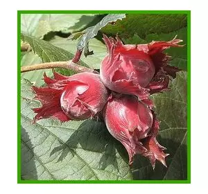 Фундук “Варшавский Краснолистный” Фундук “Варшавский Краснолистный”