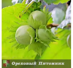 Саженцы фундука Галле 3лет Саженцы фундука Галле 3лет