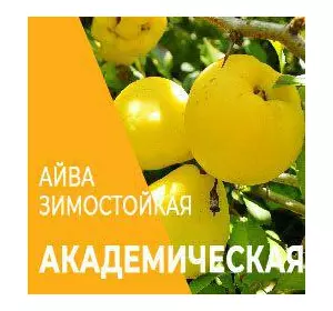 Айва “Академическая” 2-х летняя Айва “Академическая” 2-х летняя