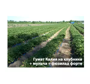 Готовим органические и неорганические удобрения сами,КАС Готовим органические и неорганические удобрения сами,КАС