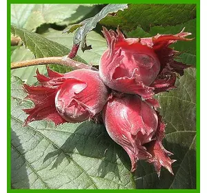 Фундук “Варшавский Краснолистный” 2-х летние отводки Фундук “Варшавский Краснолистный” 2-х летние отводки