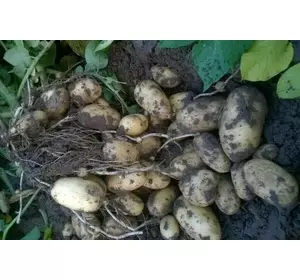 Королева Анна I репродукція 10кг Королева Анна I репродукція 10кг