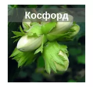 Саженцы фундука «Косфорд» (двухлетние) Саженцы фундука «Косфорд» (двухлетние)
