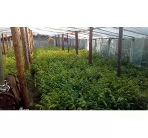 Саженцы Костюженского привитого грецкого ореха 2-х лет Саженцы Костюженского привитого грецкого ореха 2-х лет