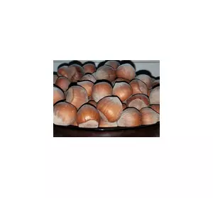 Саженцы фундука «Боровский» (трехлетние) Саженцы фундука «Боровский» (трехлетние)