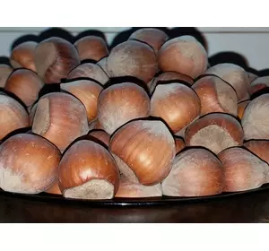 Саженцы фундука «Боровский» (двухлетние) Саженцы фундука «Боровский» (двухлетние)