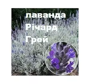 лаванды Ричард Грэй ,С1л лаванды Ричард Грэй ,С1л