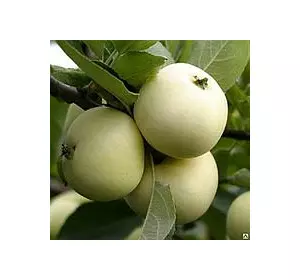 Саженцы яблони Белый Налив (летний сорт) 2- х лет