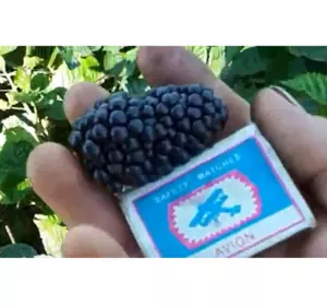 Ежевика ремонтантная Блэк Джем (Black Gem) Ежевика ремонтантная Блэк Джем (Black Gem)