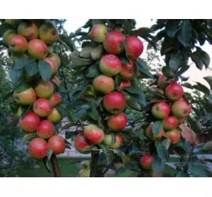 Саженцы колоновидной яблони Титания