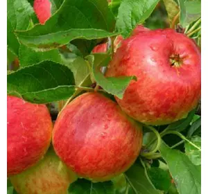 Саженцы яблони Эмбаси (летний сорт)