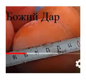Хурма “Божий Дар” 2-х летняя привитая на виргинском подвое Хурма “Божий Дар” 2-х летняя привитая на виргинском подвое