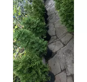 САЖЕНЦІ ТУЇ ЗАХІДНОЇ КОЛУМНУ (THUJA OCCIDENTALIS COLUMNA) САЖЕНЦІ ТУЇ ЗАХІДНОЇ КОЛУМНУ (THUJA OCCIDENTALIS COLUMNA)