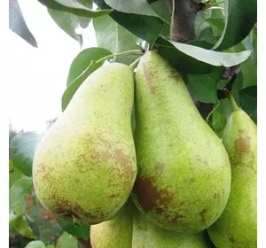 Груша “Конференция” 2-х летняя Груша “Конференция” 2-х летняя