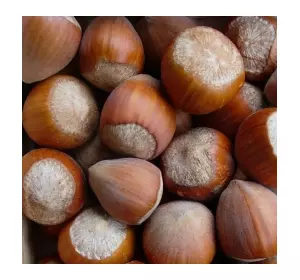 Відводки фундука Президент Відводки фундука Президент