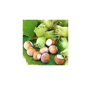 Саженцы фундука Барселонский 2 лет Саженцы фундука Барселонский 2 лет