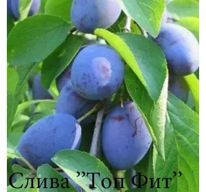 Саженцы сливы Топ Хит