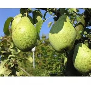 Груша “Роси Буковини” 2-х летняя Груша “Роси Буковини” 2-х летняя