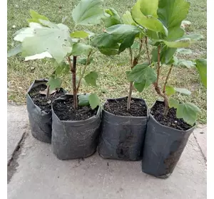 Саженцы 1лет. смородины красной "Ровада" средне-поздний срок созревания Саженцы 1лет. смородины красной "Ровада" средне-поздний срок созревания