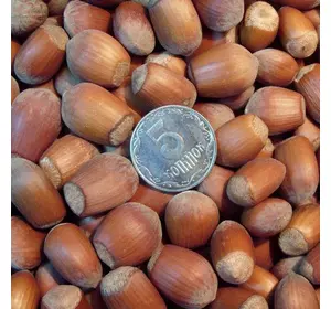 Фундук “Степной” 2-х летние отводки Фундук “Степной” 2-х летние отводки