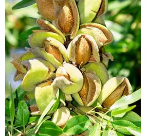 Саженцы миндаля Милас (плодовый сладкий)