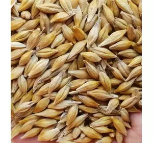 NORMAN – озимый канадский трансгенный сорт (элита): NORMAN – озимый канадский трансгенный сорт (элита):