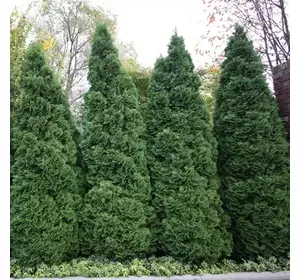 Туя західна Holmstrup 0,80см Туя західна Holmstrup 0,80см