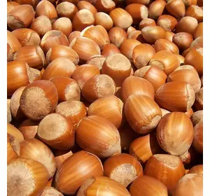 Фундук “Вебба” 2-х річні відводки Фундук “Вебба” 2-х річні відводки