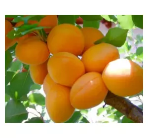 Саженец колоновидного абрикоса Санни