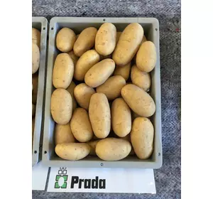 Насіннєва картопля сорт Прада 10кг