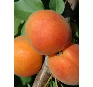 Абрикос “Фардао” (Fardao) 2-х лет Абрикос “Фардао” (Fardao) 2-х лет