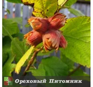 Фундук Ламберта, 2 летние отводы Фундук Ламберта, 2 летние отводы